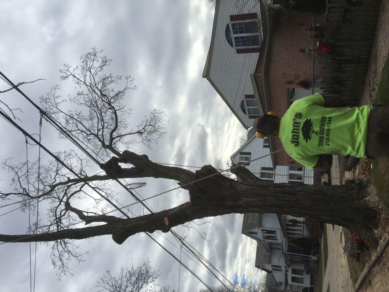 Tree Service in Levittown, PA John's Tree Service