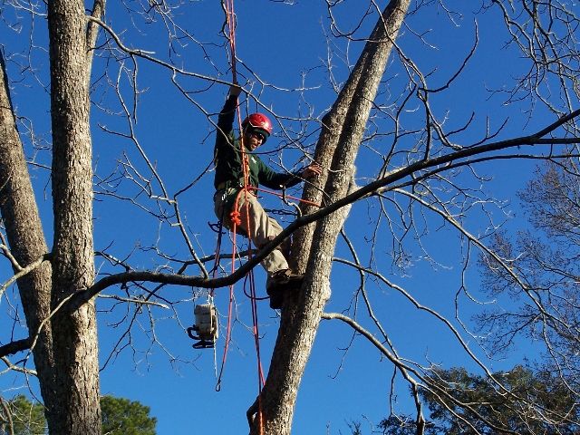 K&amp;C Landscaping and Tree Service in Philadelphia, PA K&amp;C