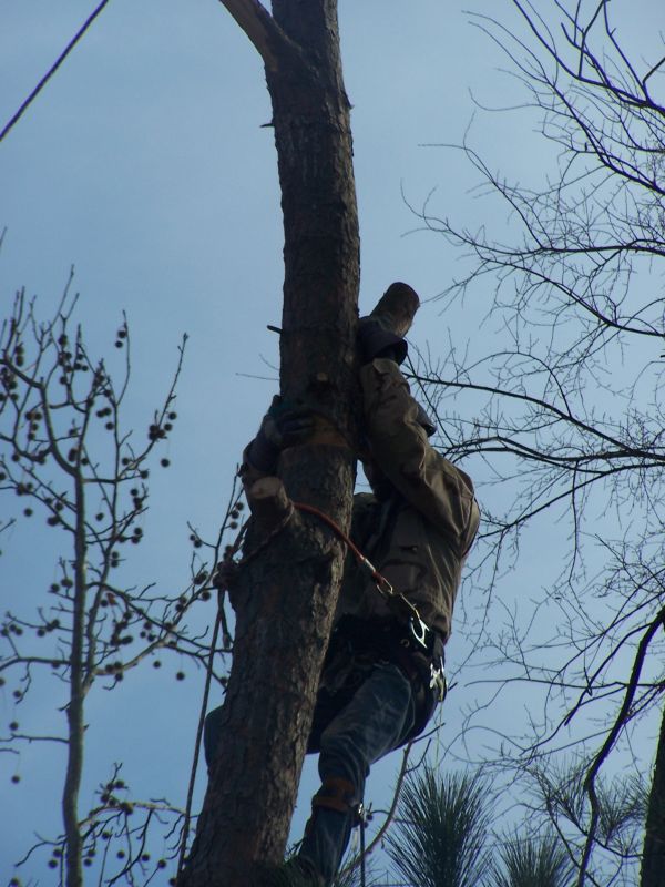 Tree Service Pineville  WTC Tree Service has been rated with 22 experience points based on Fixr's rating system.