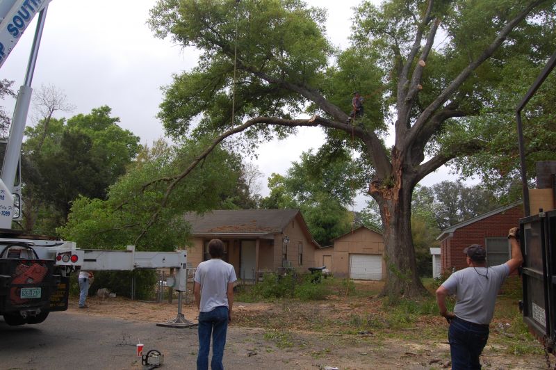 Trees Removal in Pensacola, FL Merritt Services Trees