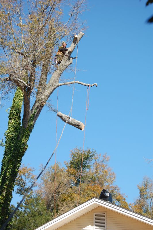 Trees Removal in Pensacola, FL Merritt Services Trees