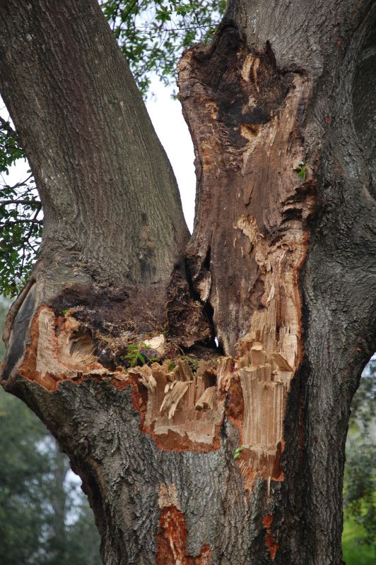 Trees Removal in Pensacola, FL Merritt Services Trees