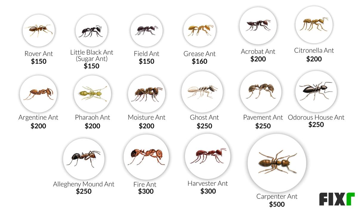 Queen Size Comparison 2 Striped Carpenter Ants