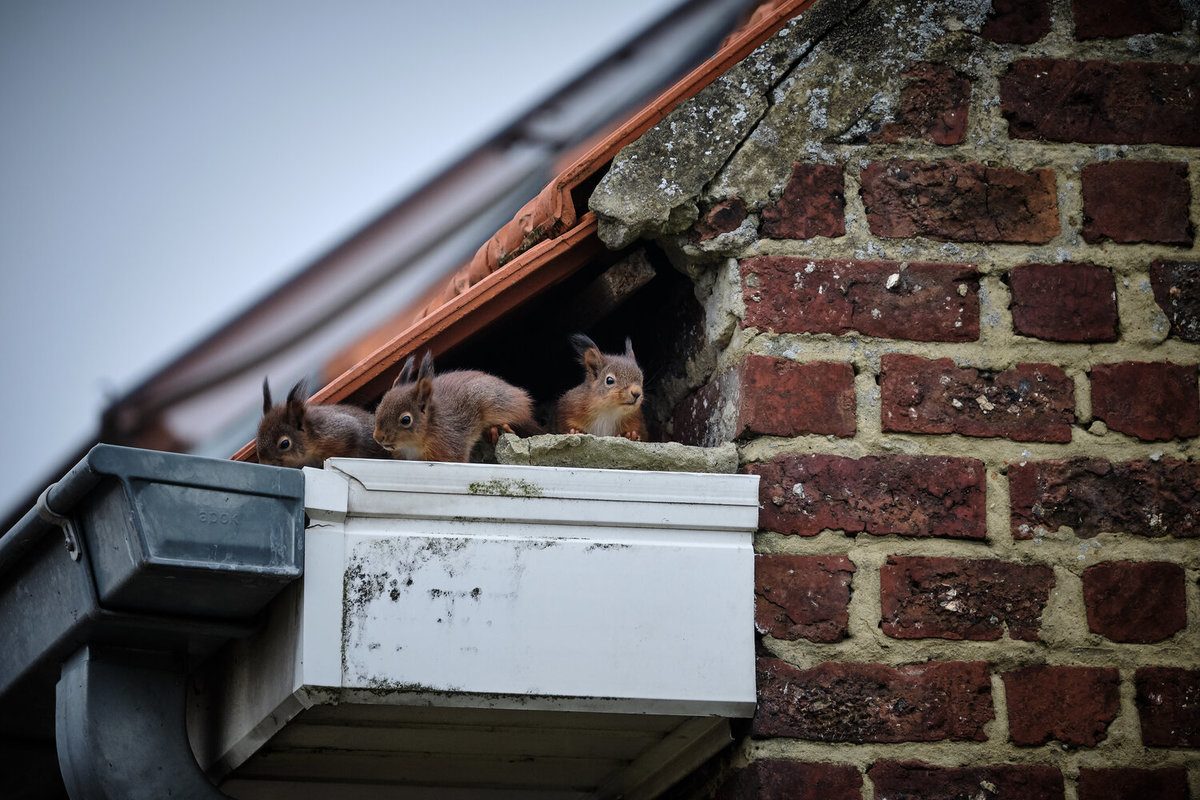 squirrel in attic sound