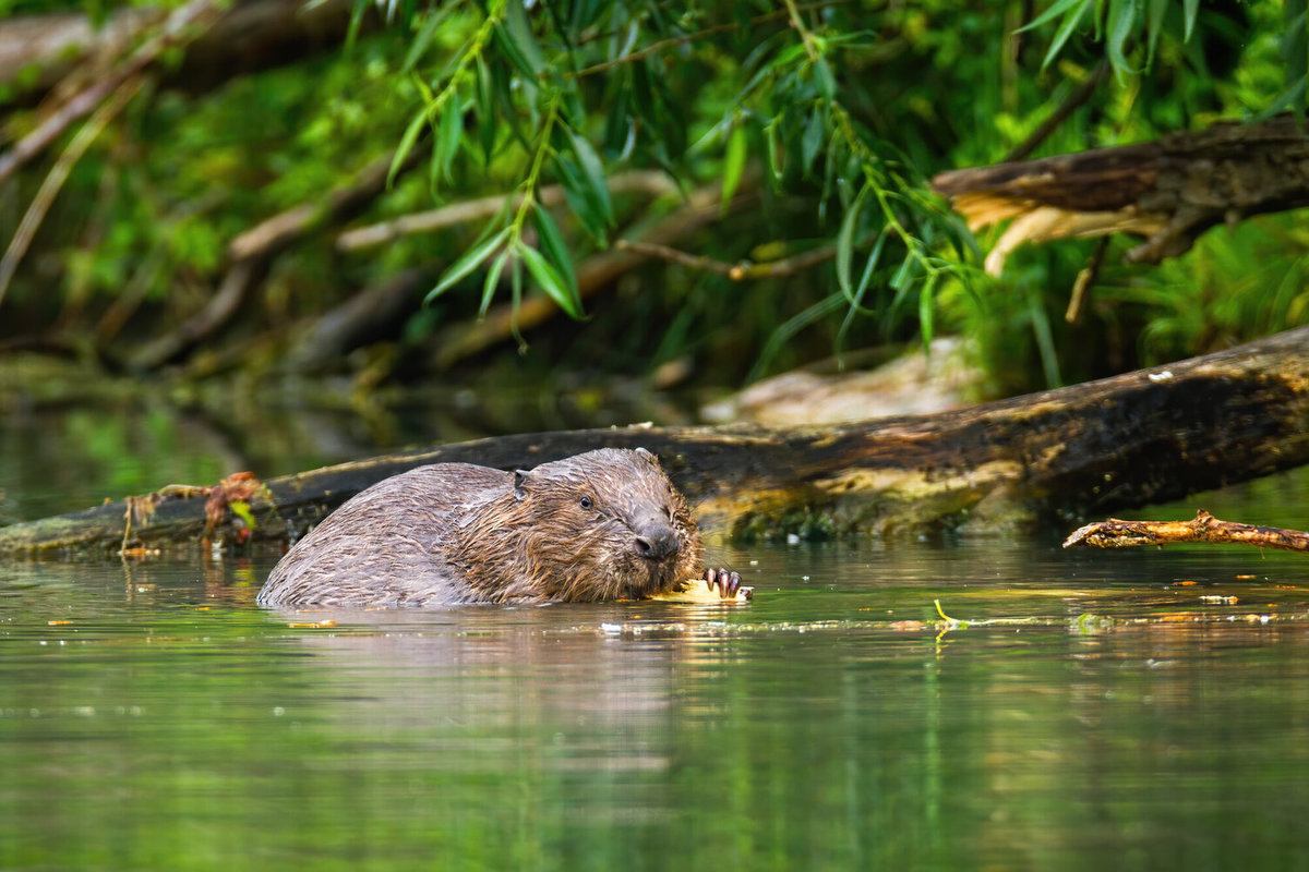 Beaver Removal Cost | Beaver Pest Control