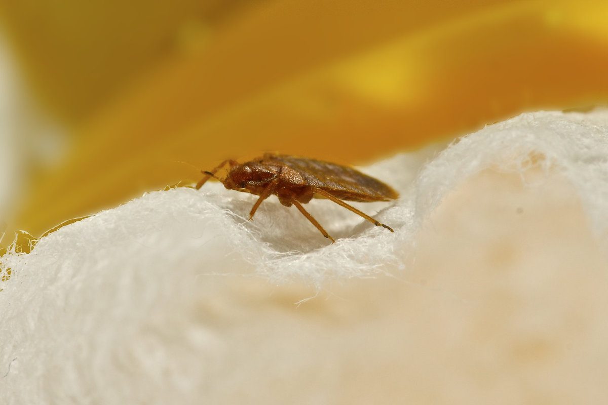 Orkin Bed Bugs Treatment Cost