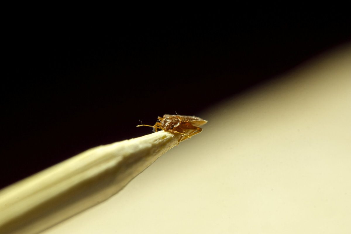 Bed Bug on a Metal Stick