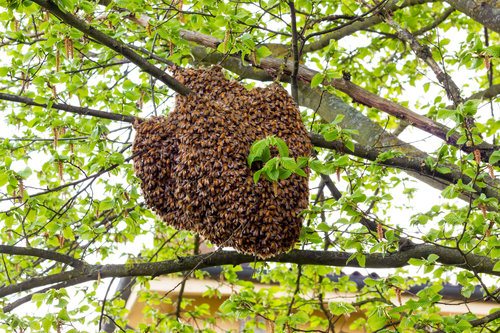 Cost to Remove a Bee Nest - Estimates and Prices at Fixr