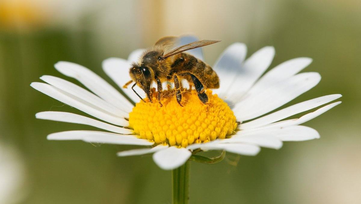 Honeybee on a Daisy