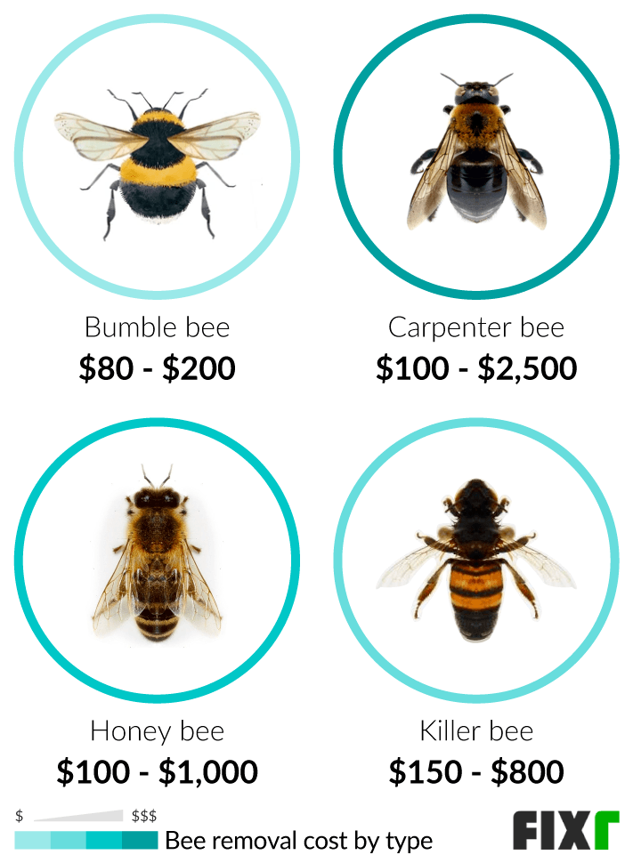 Cost to Remove Bumble Bee, Carpenter Bee, Honey Bee, or Killer Bee Nest