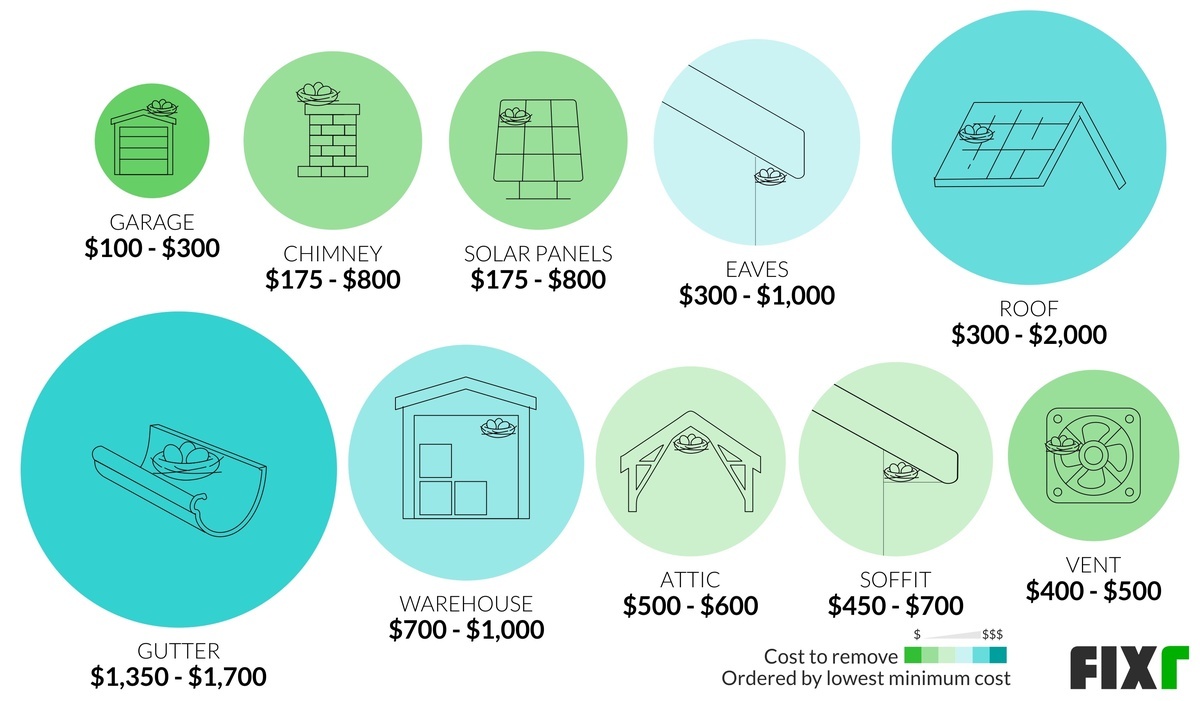 Bird Nest Removal Cost Bird Removal from Attic Cost
