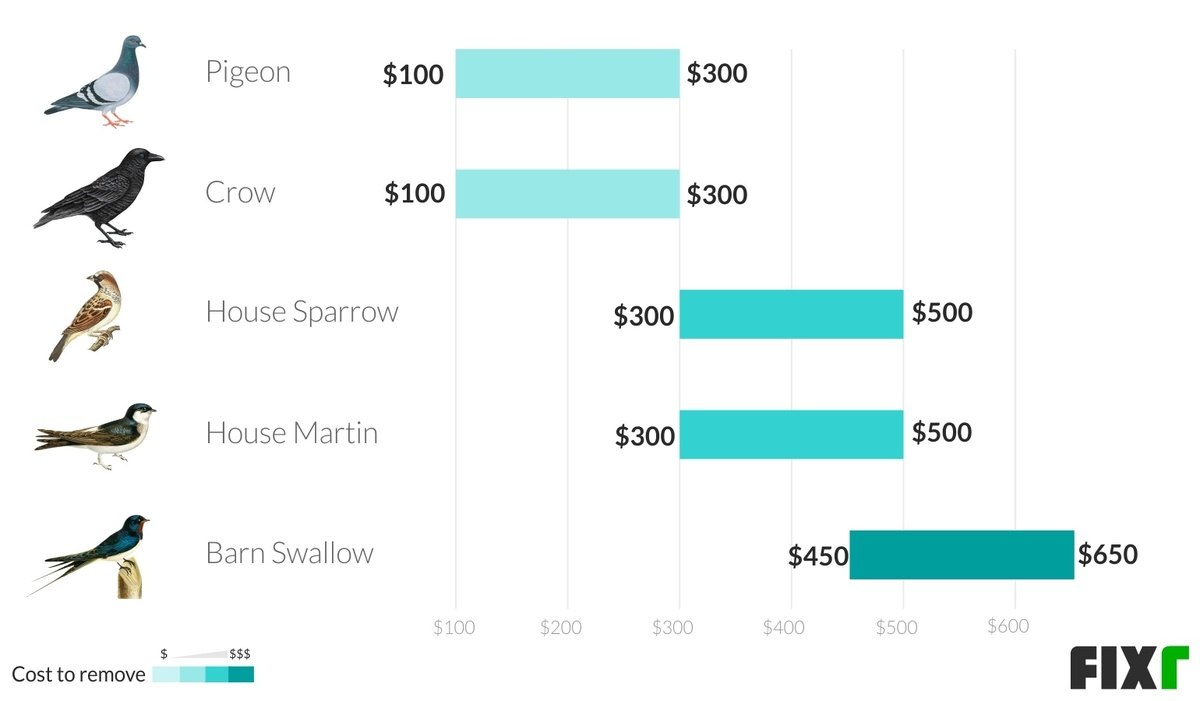 Bird Nest Removal Cost Bird Removal from Attic Cost