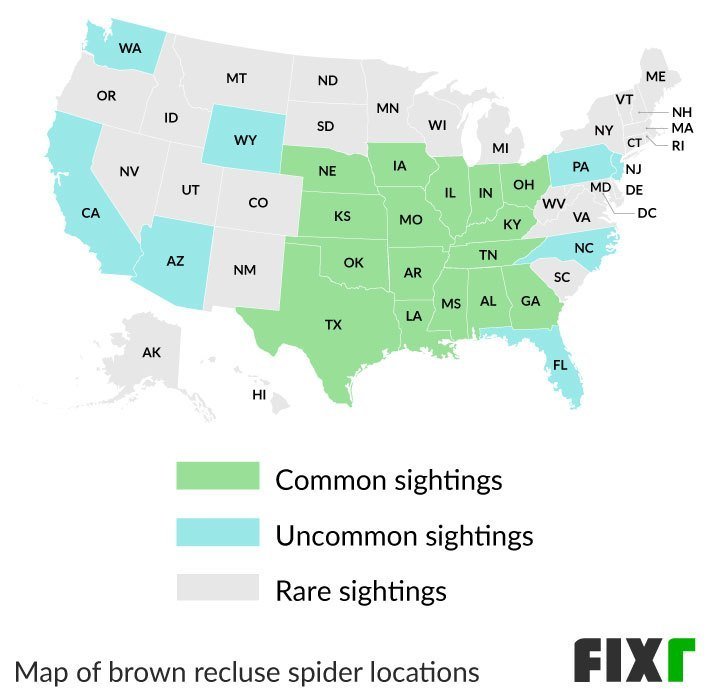 Brown Recluse Map 2024 - Myra Tallia