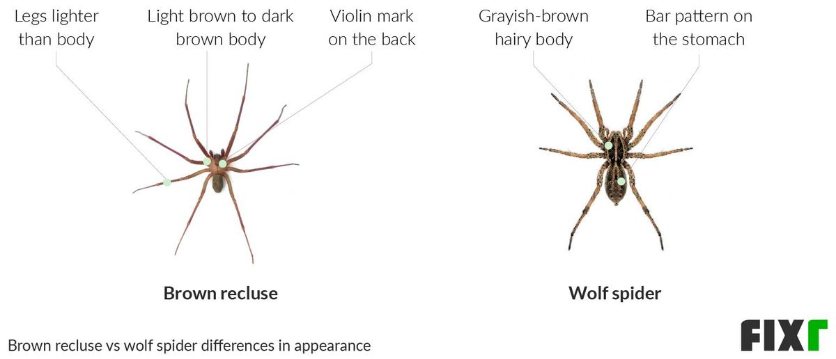 2022 Brown Recluse Extermination Cost | Brown Recluse Treatment Cost