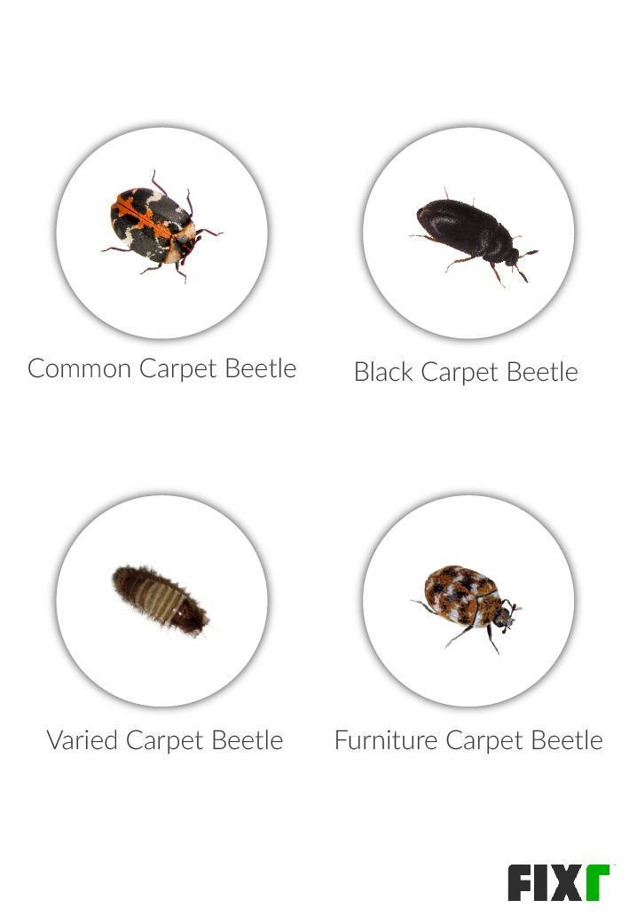 Carpet Beetles In | www.resnooze.com