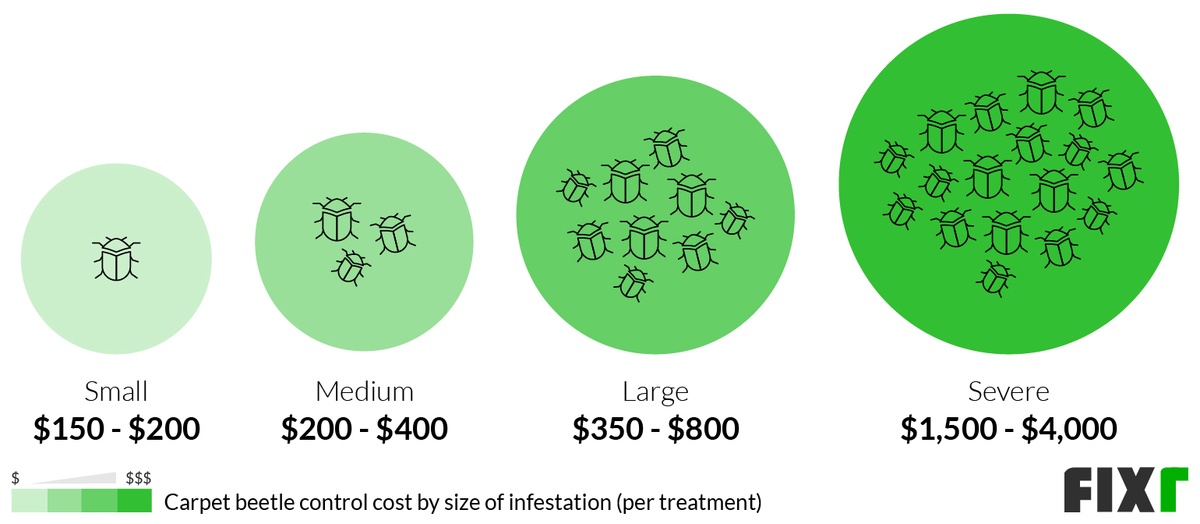 Carpet Beetle Extermination Cost Cost of Exterminator for Carpet Beetles