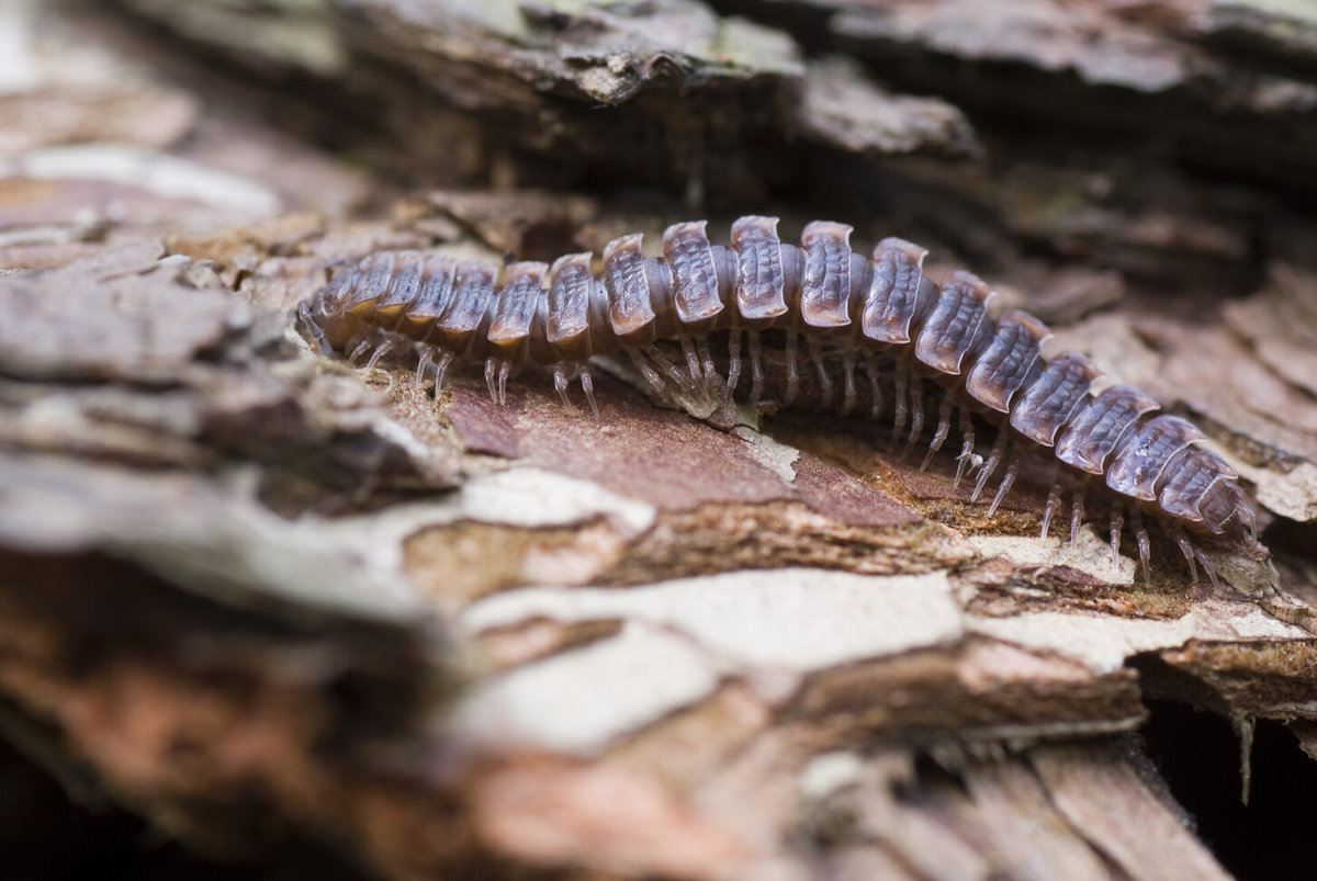 Centipede Extermination Cost | Centipede Pest Control