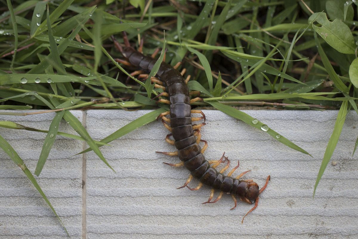 Centipede Extermination Cost | Centipede Pest Control