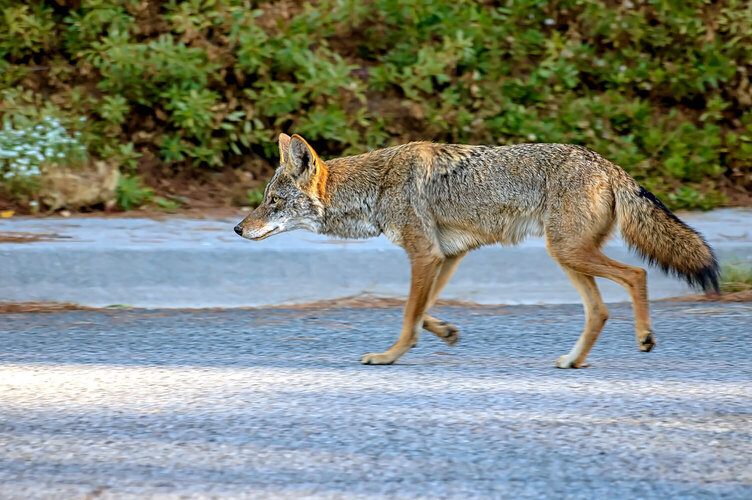 coyote removal 5f85ca4087d0c