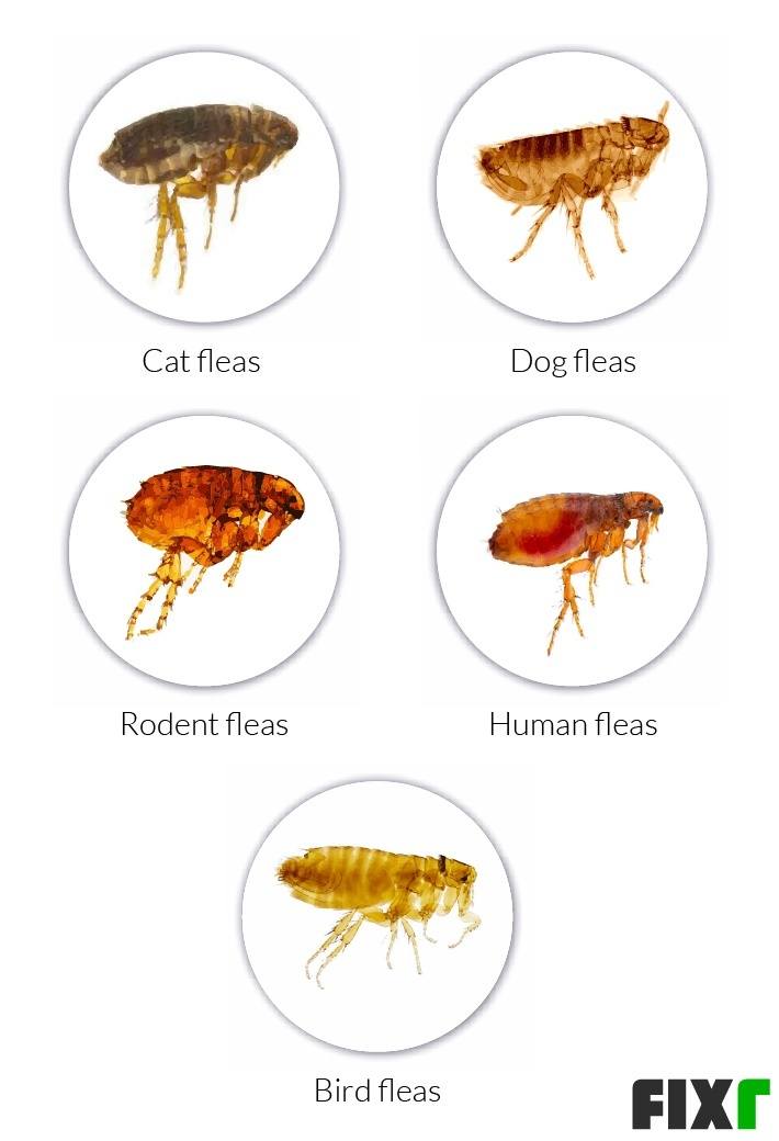 2020 Cost to Exterminate Fleas Flea Pest Control Cost