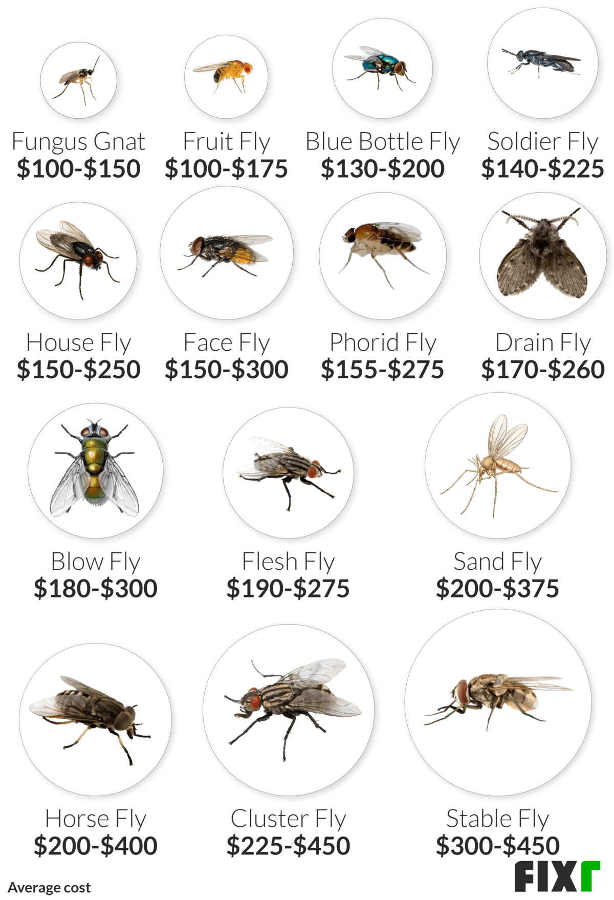 small flies not fruit flies in house