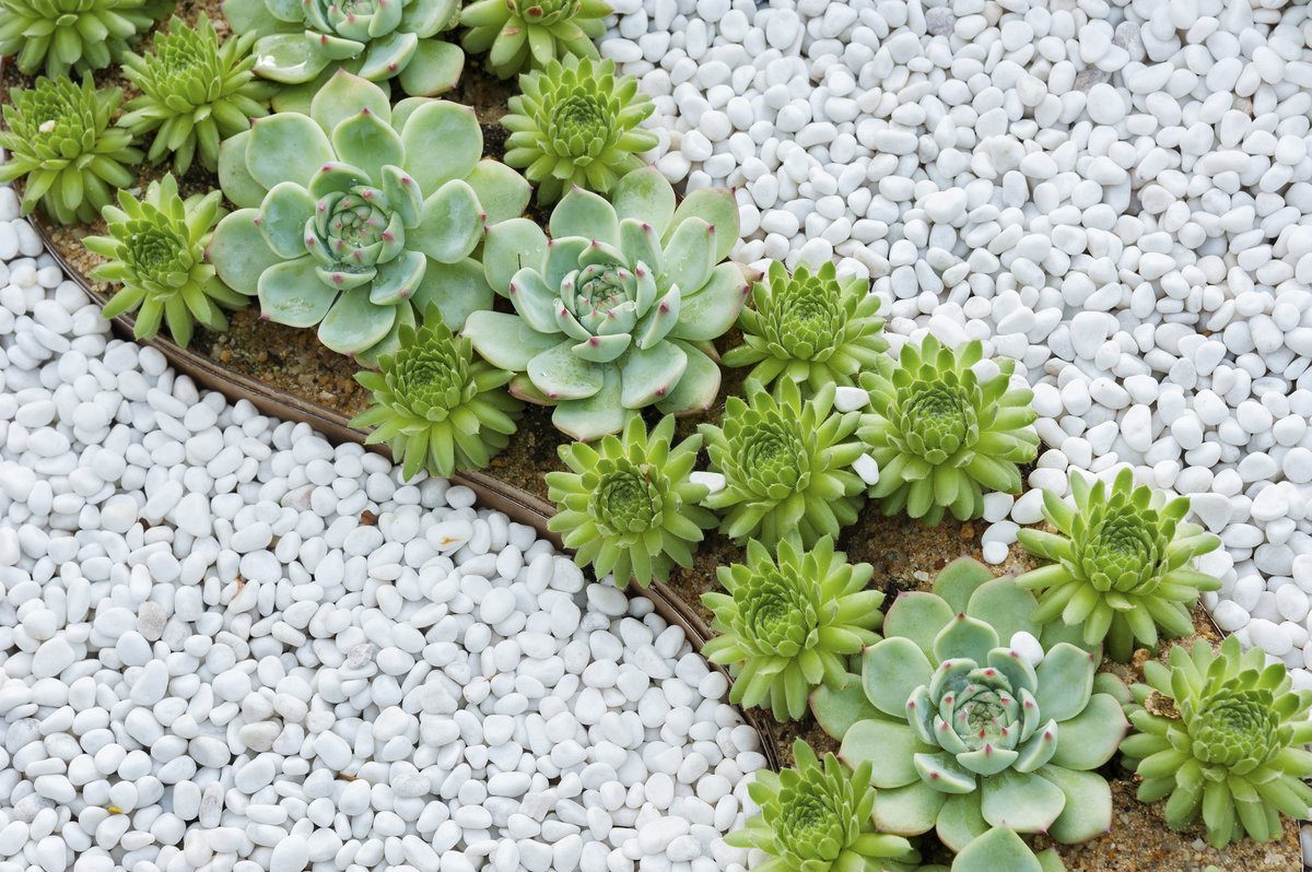 Succulent Plant in Garden