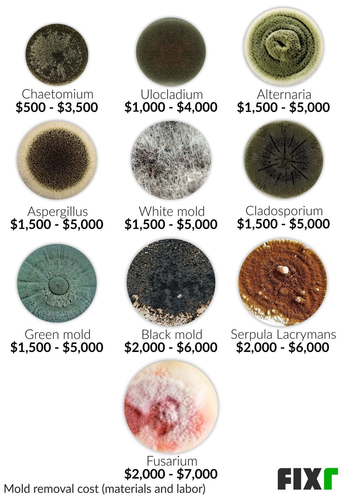 Mold Removal Cost by Type of Mold: Chaetomium, Ulocladium, Alternaria, Aspergillus, White Mold, Cladosporium, Green Mold...