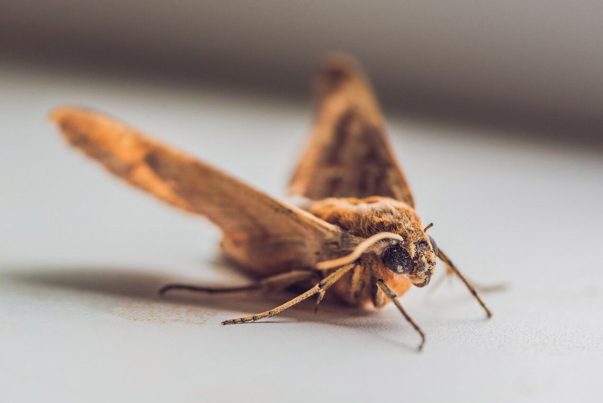 2022 Moth Extermination Costs | Moth Fumigation Cost