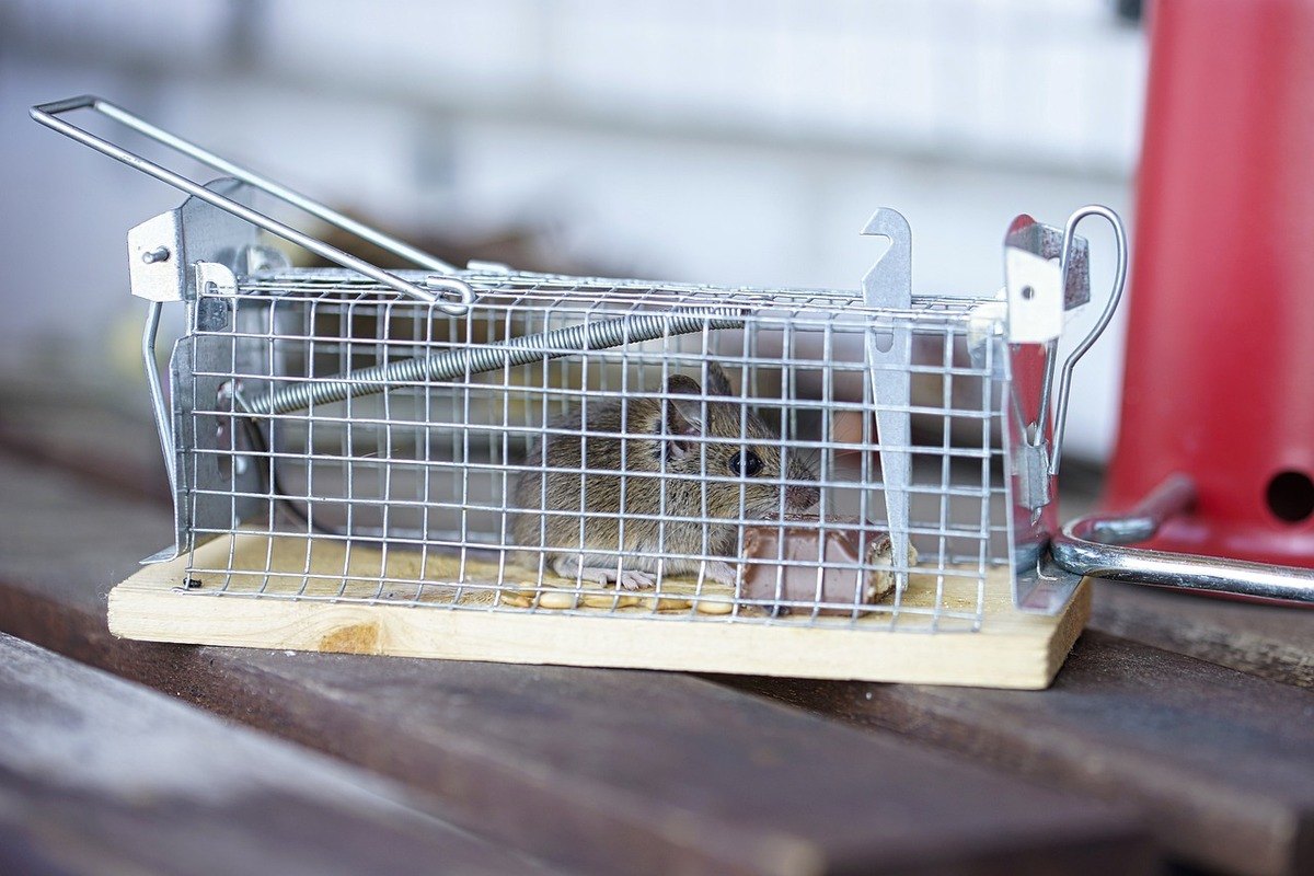Mouse in a live trap