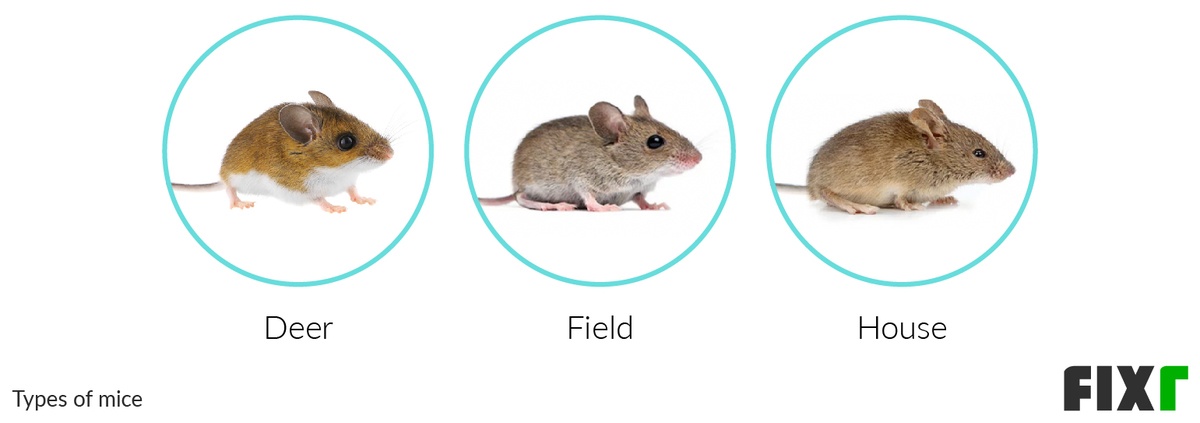 Types of Mice on a House