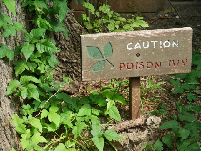 2022 Cost to Remove Poison Ivy | Poison Ivy Removal Prices
