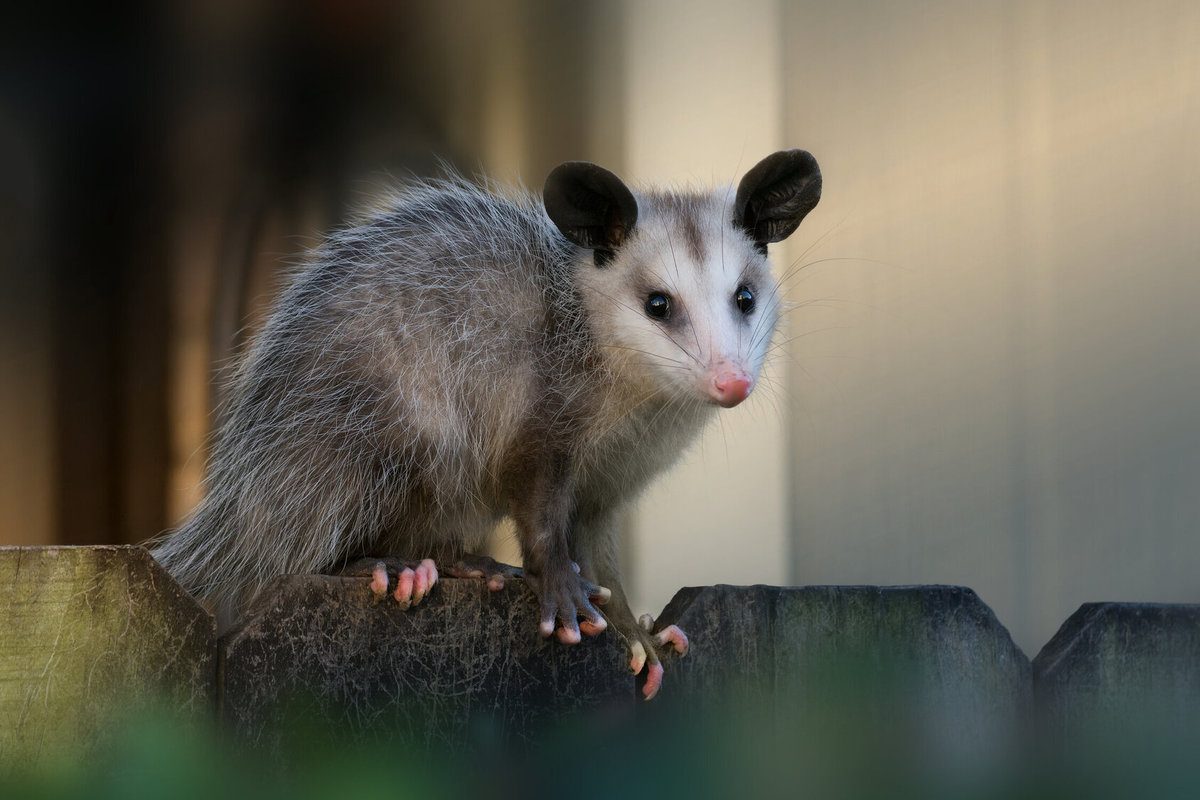 Possum Removal 