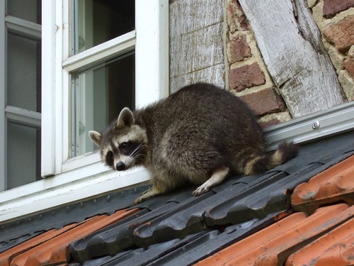 Long Island Raccoon Removal - (Recommended Local Provider)