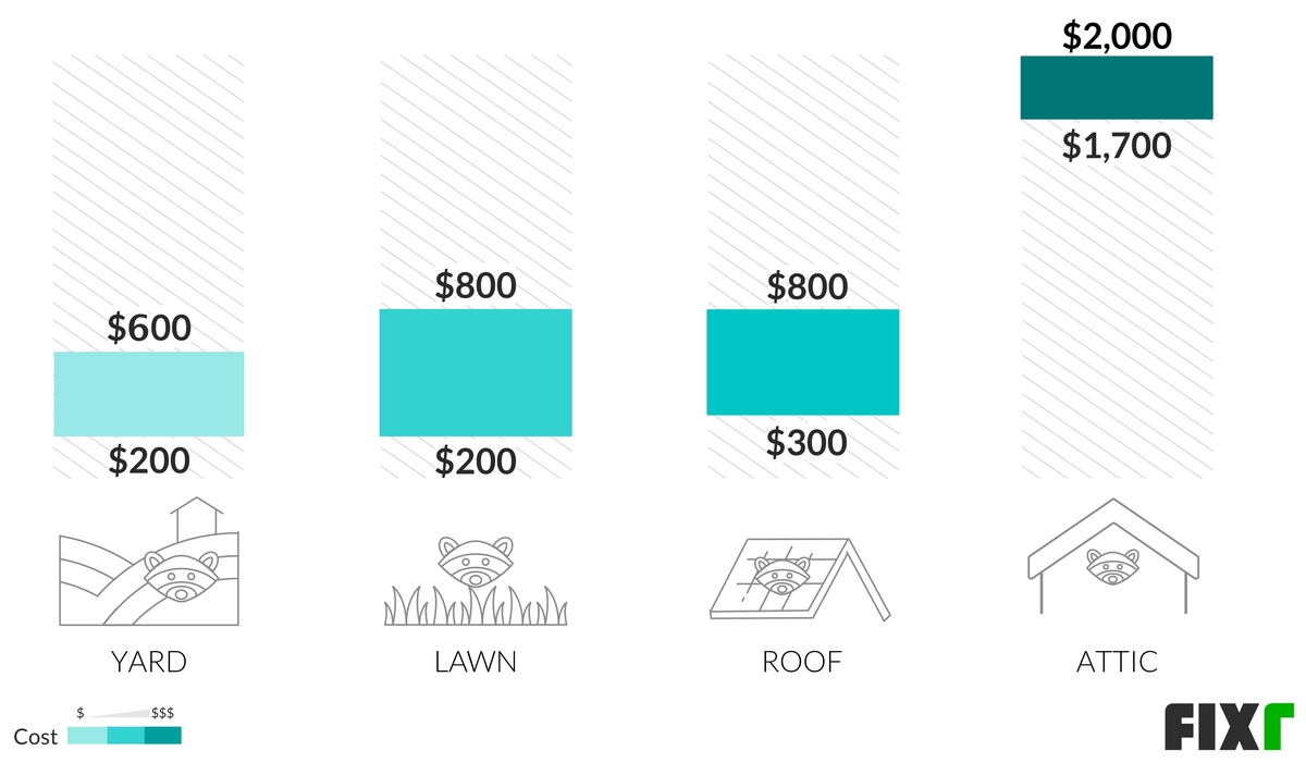 Raccoon Removal Cost | Raccoon Exterminator Cost