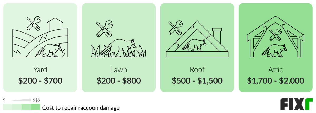 Cost to Repair Raccoon Damage in the Yard, Lawn, Roof or Attic