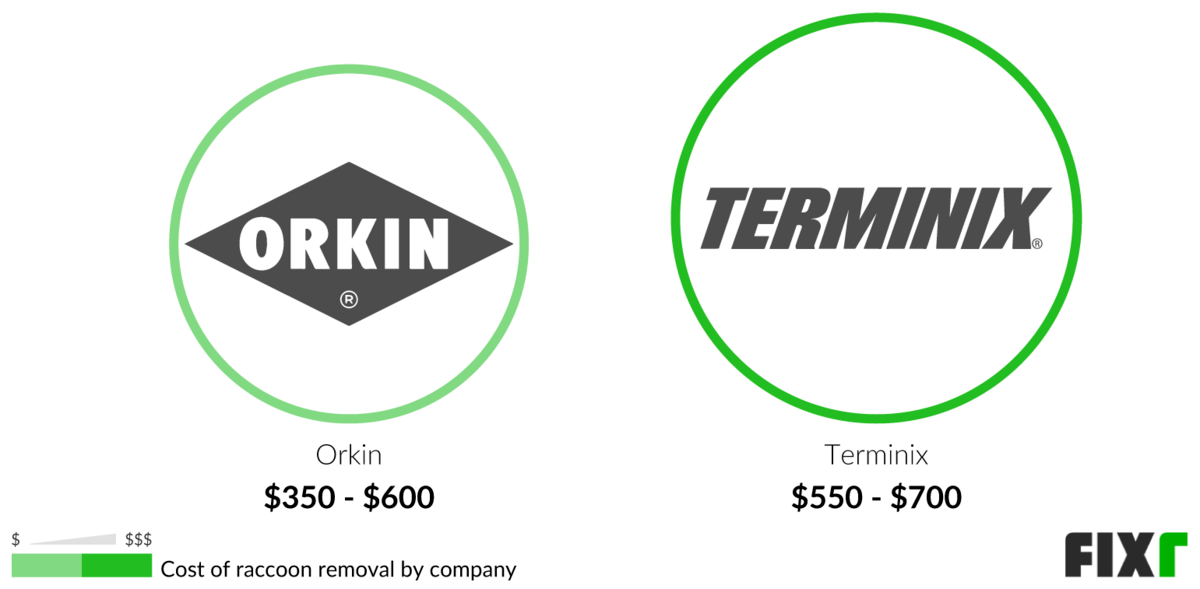 Cost of Raccoon Removal by Orkin or Terminix