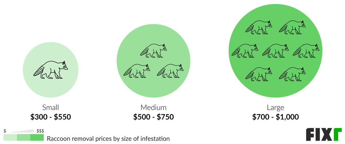 Raccoon Removal Cost Raccoon Exterminator Cost