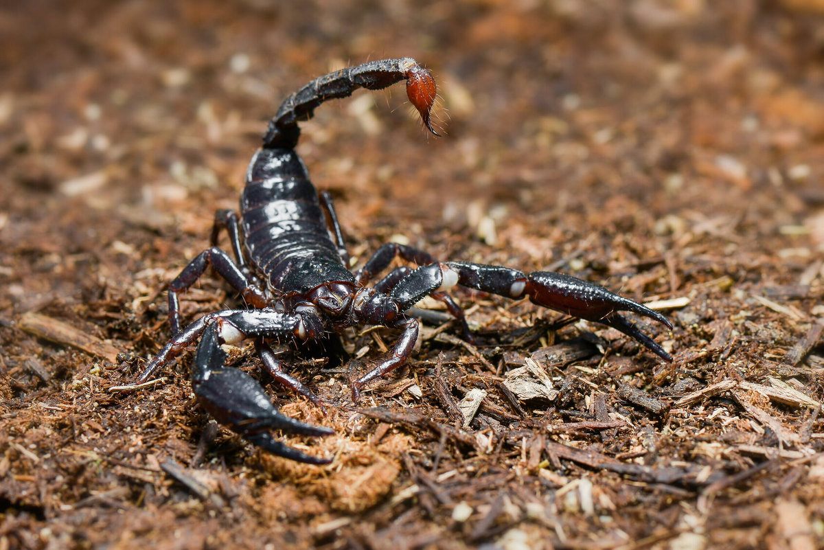 Scorpion Pest Control Cost | Scorpion Extermination Cost