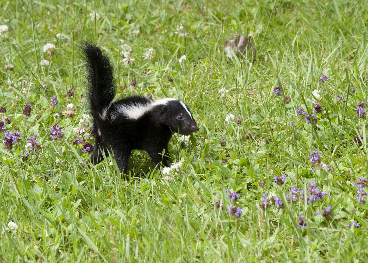 Young skunk in a meadow