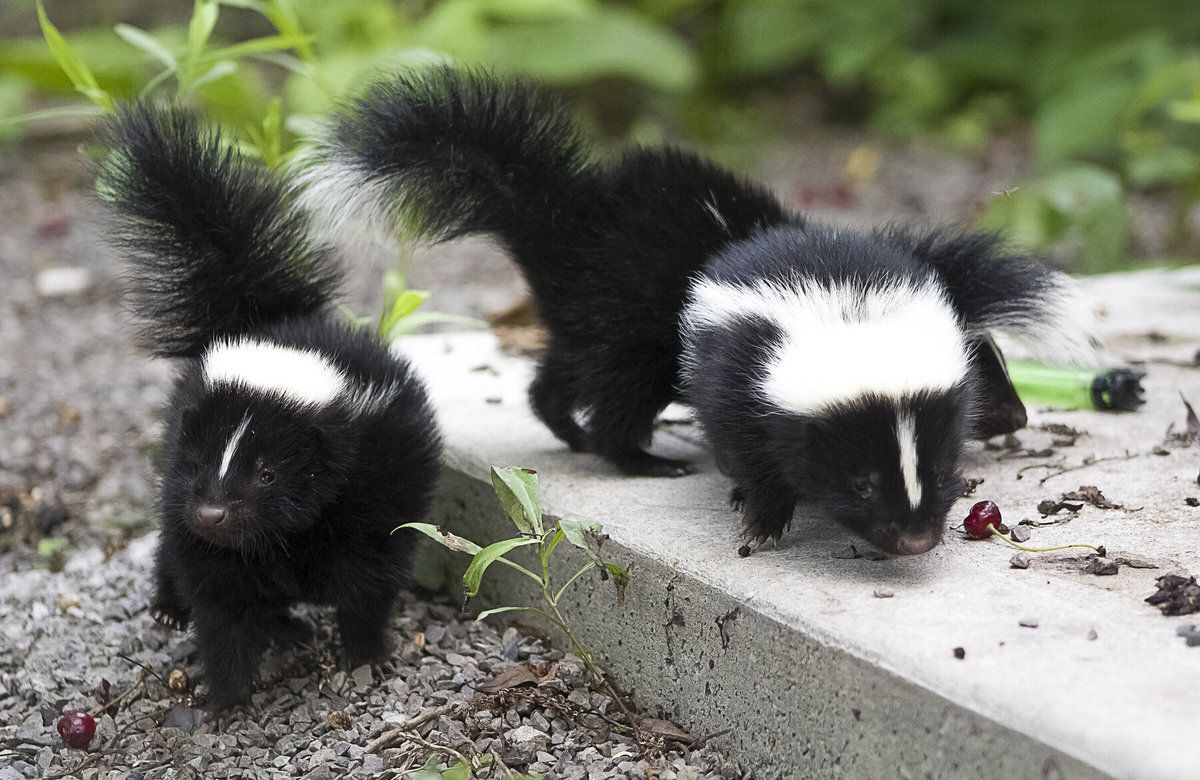 Baby skunks scavenge for food