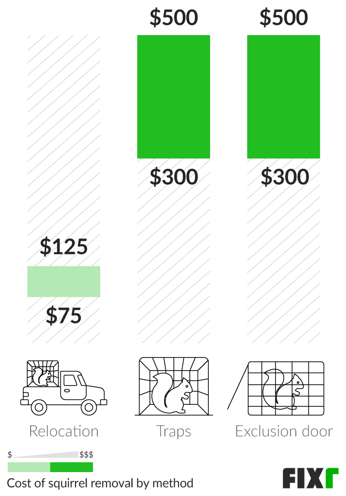 Squirrel Removal Cost | Average Cost of Squirrel Removal