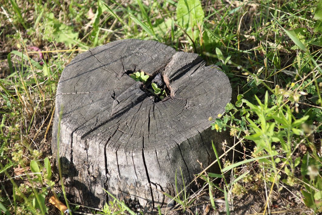 Stump on grass
