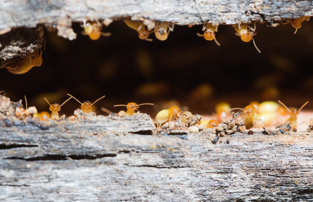 Termites Nesting in a Tree