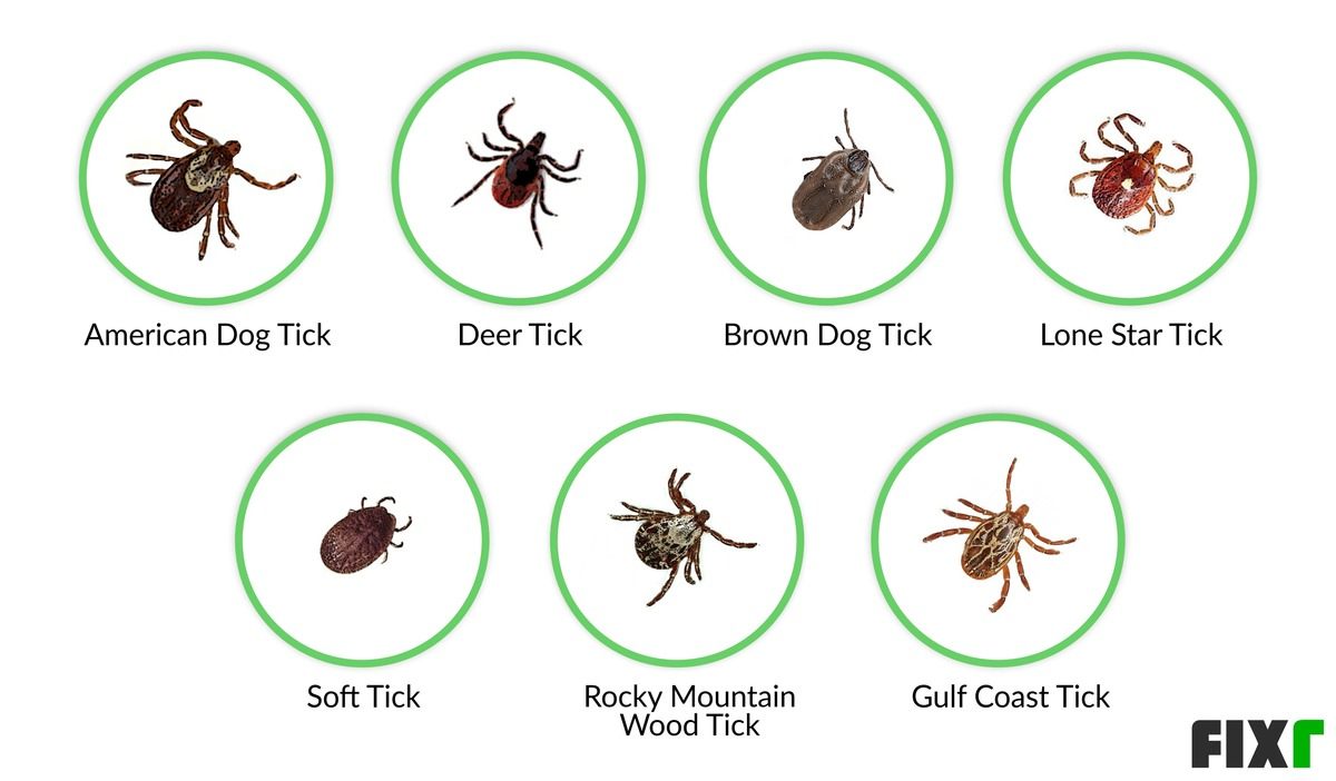 Tick Extermination Cost | Tick Extermination Service