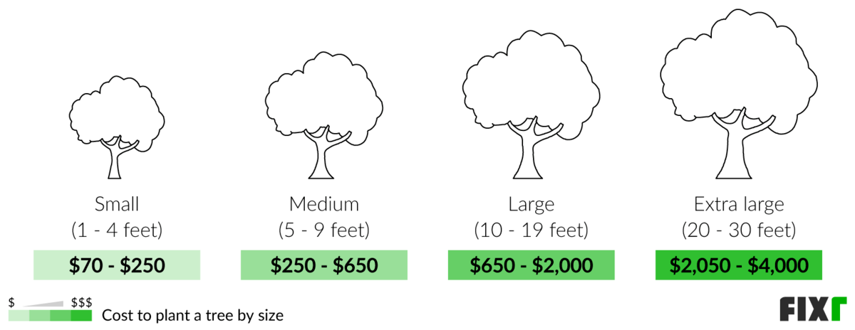 how much does it cost to have someone plant a tree