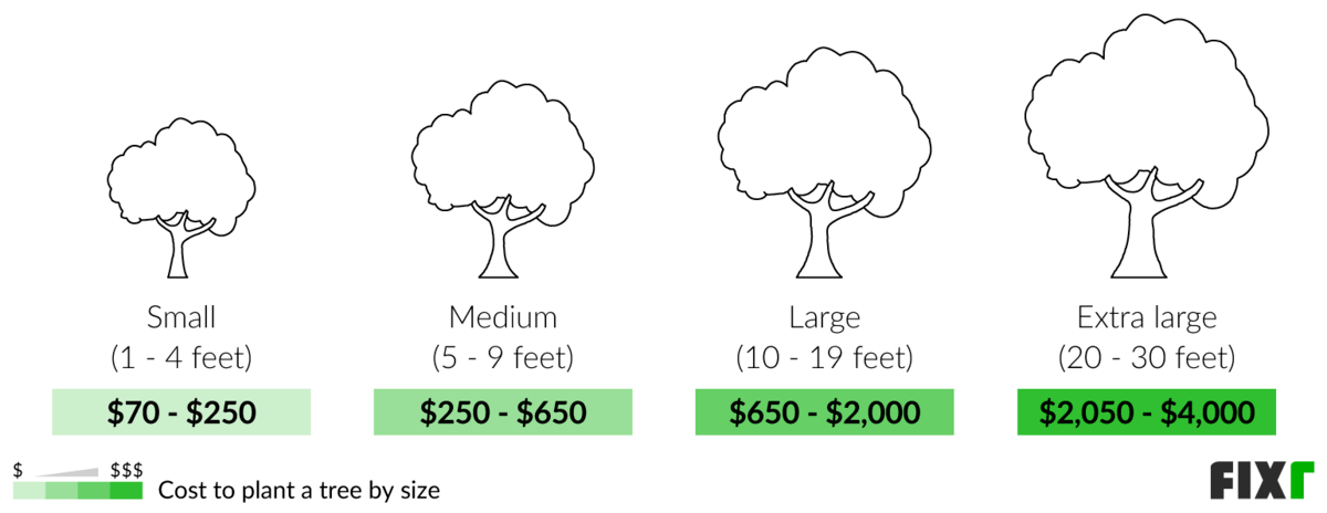 2022 Tree Planting Cost Average Price To Plant A Tree