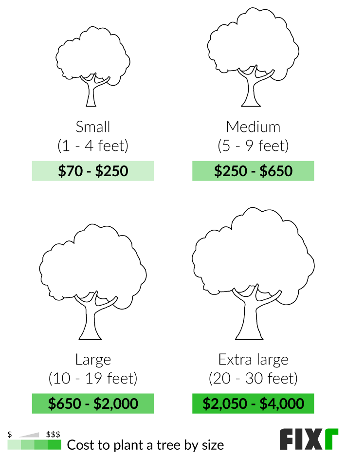 2022 Tree Planting Cost Average Price To Plant A Tree