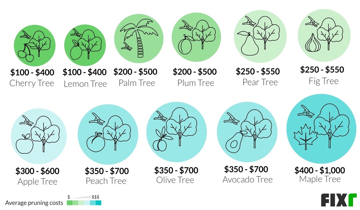2020 Tree Pruning Cost Cost To Prune A Large Tree 2020-tree-pruning-cost-cost-to-prune-a-large-tree