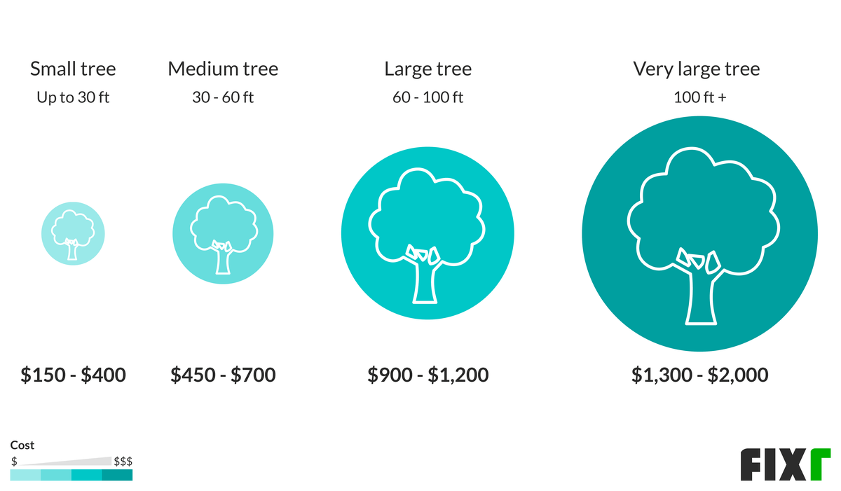 2020 Tree Removal Cost Cost to Cut Down a Tree