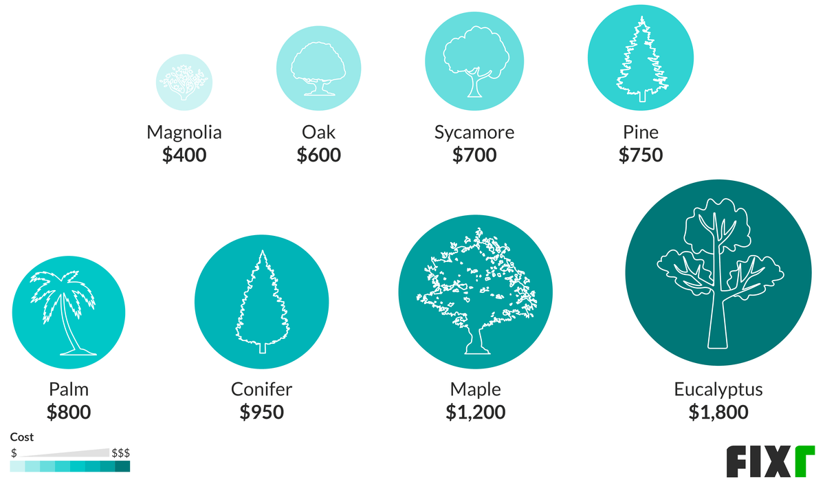 2020-tree-removal-cost-cost-to-cut-down-a-tree